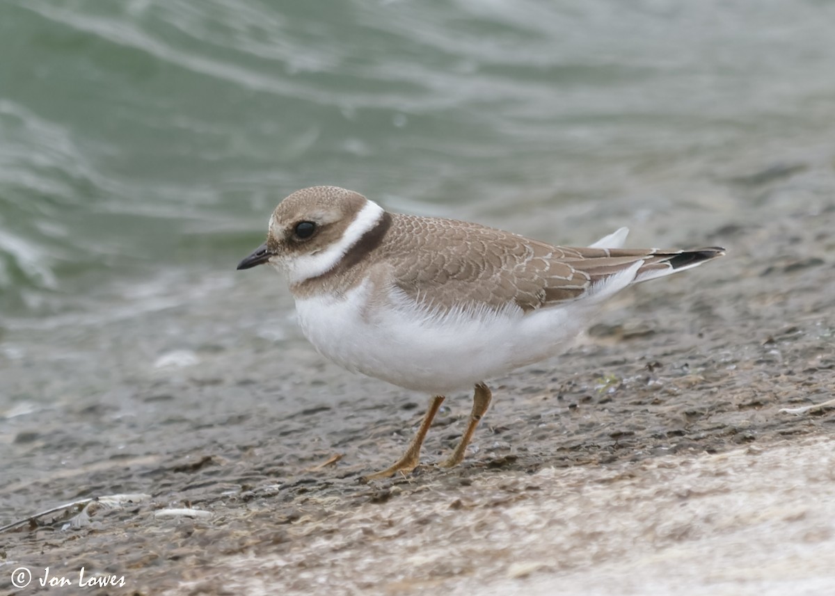 Common Ringed Plover - ML611571398