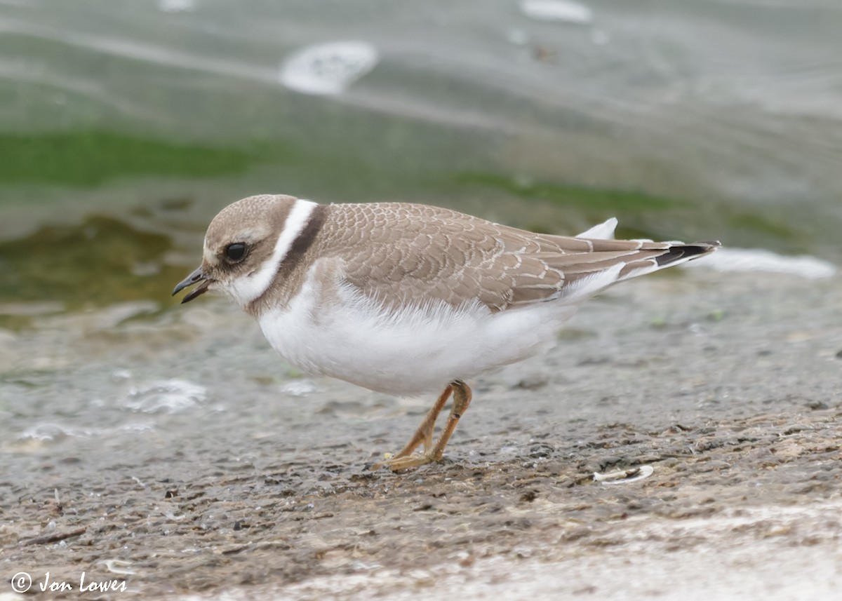 Common Ringed Plover - ML611571399