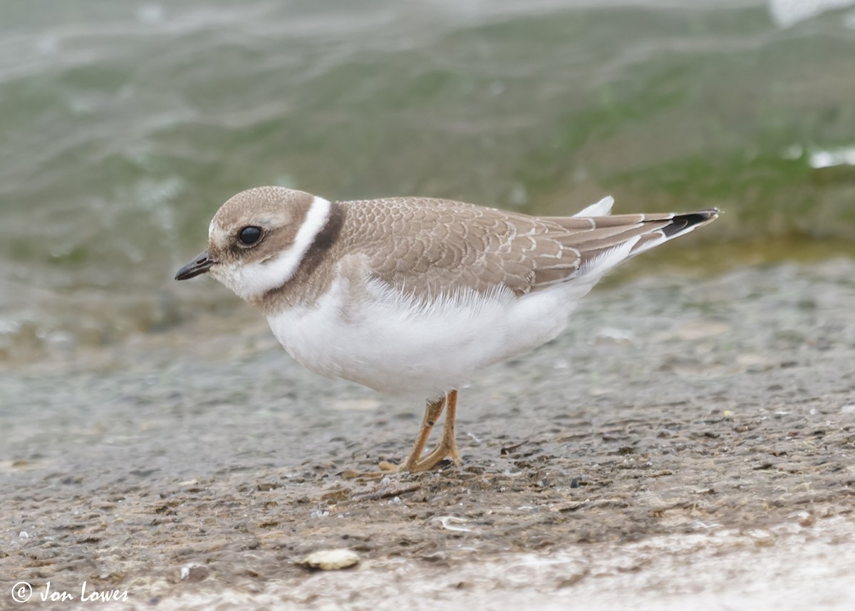 Common Ringed Plover - ML611571400