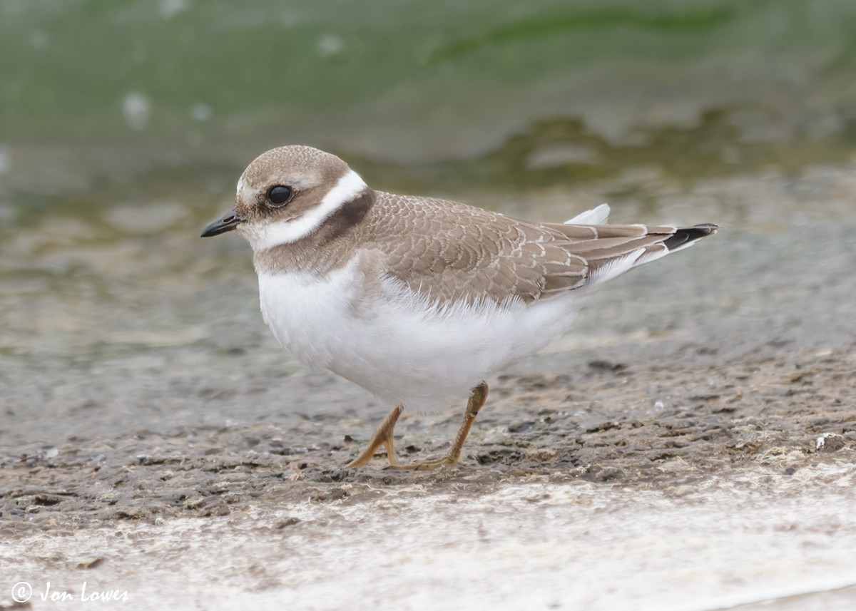 Common Ringed Plover - ML611571401