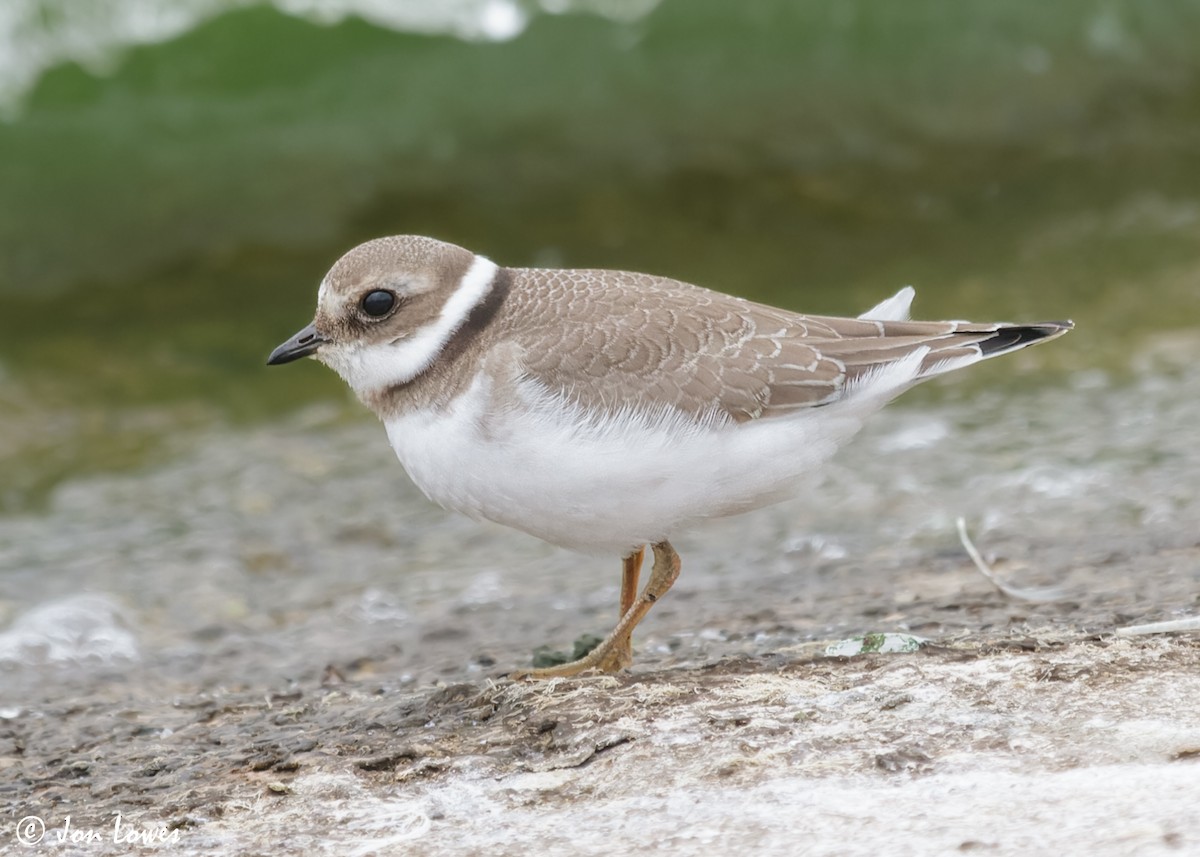 Common Ringed Plover - ML611571402
