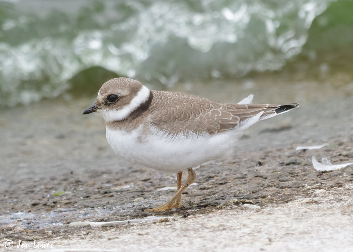 Common Ringed Plover - ML611571403