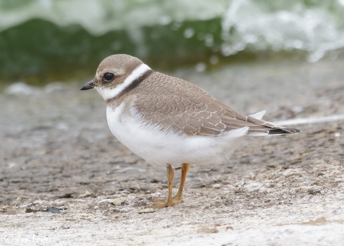 Common Ringed Plover - ML611571404