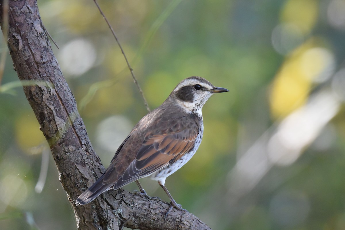 Хүрэн хөөндэй - ML611571420