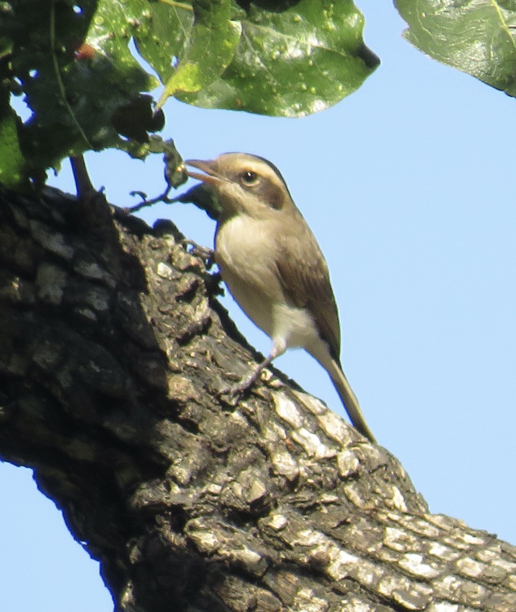 Common Woodshrike - ML611571432