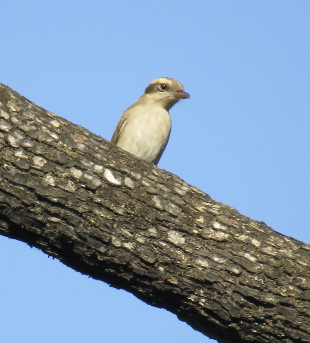 Common Woodshrike - ML611571436