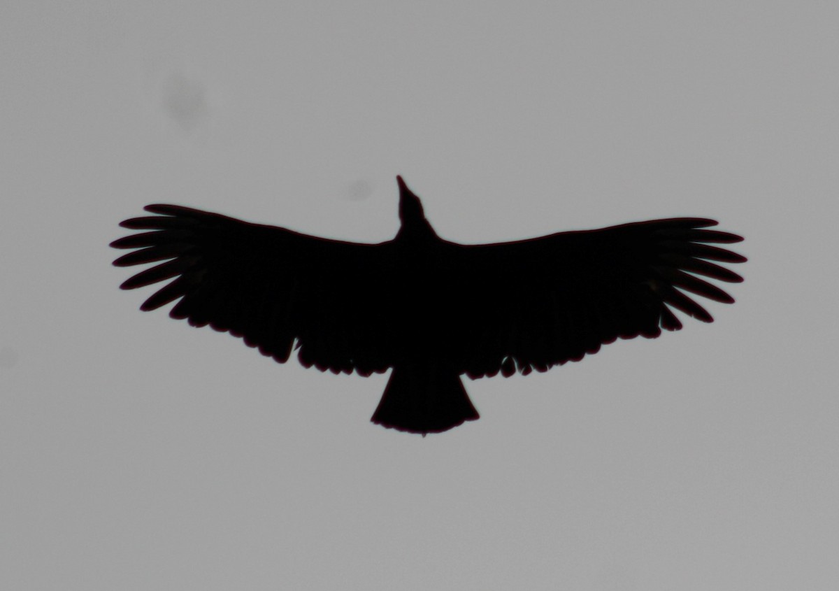 Black Vulture - ML611571453