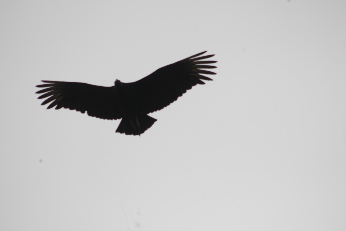 Black Vulture - ML611571456