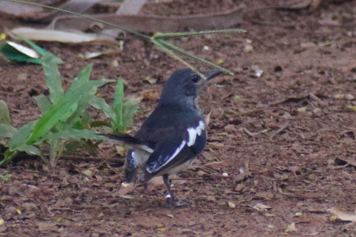 Oriental Magpie-Robin - ML611571458