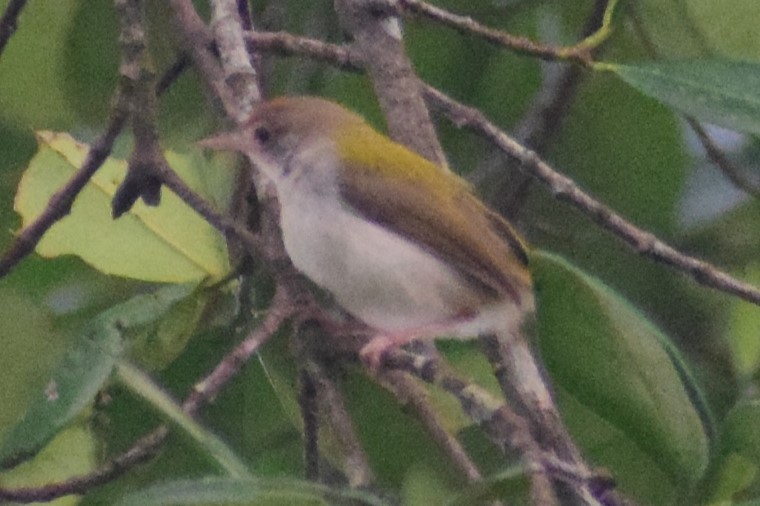 Common Tailorbird - ML611571463