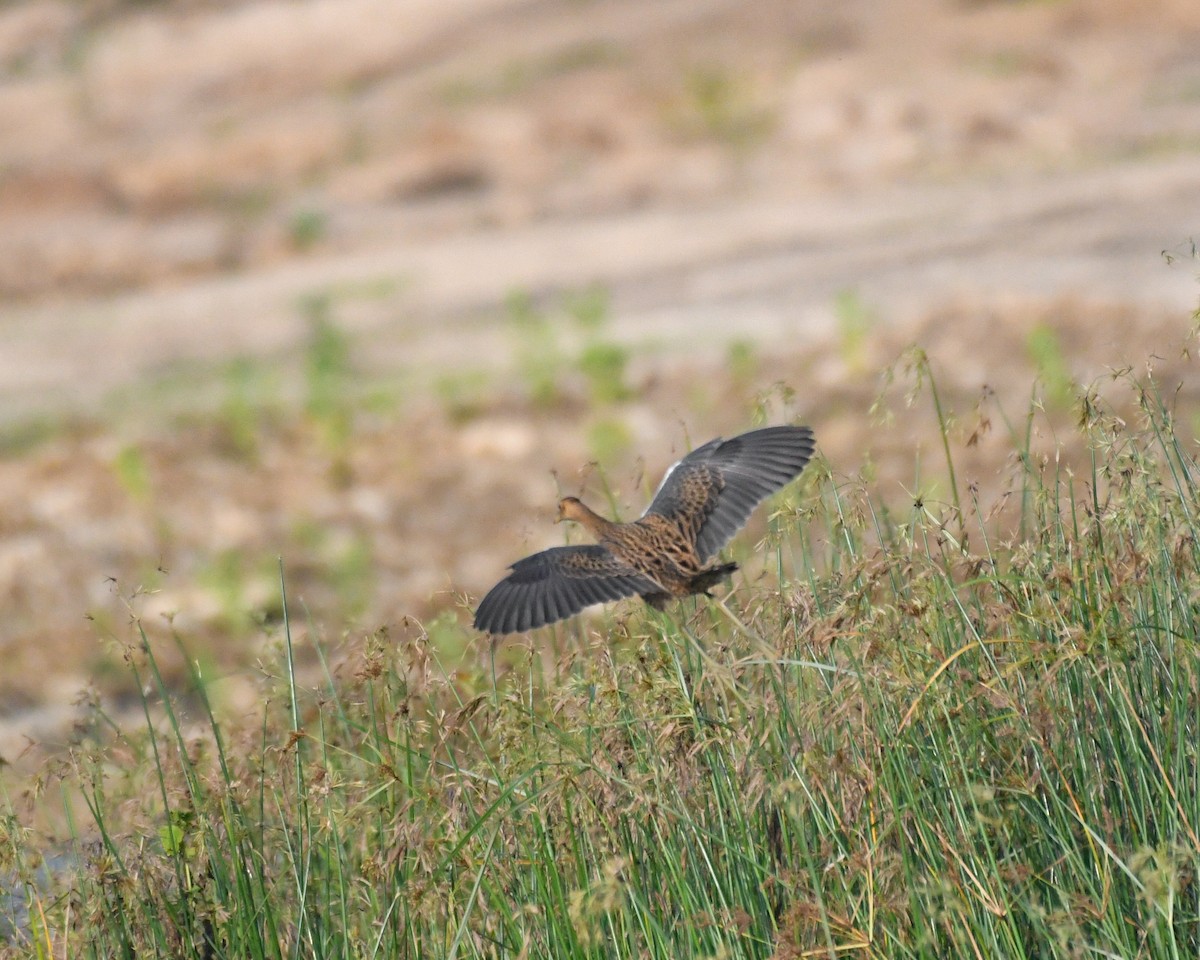 Watercock - ML611571567