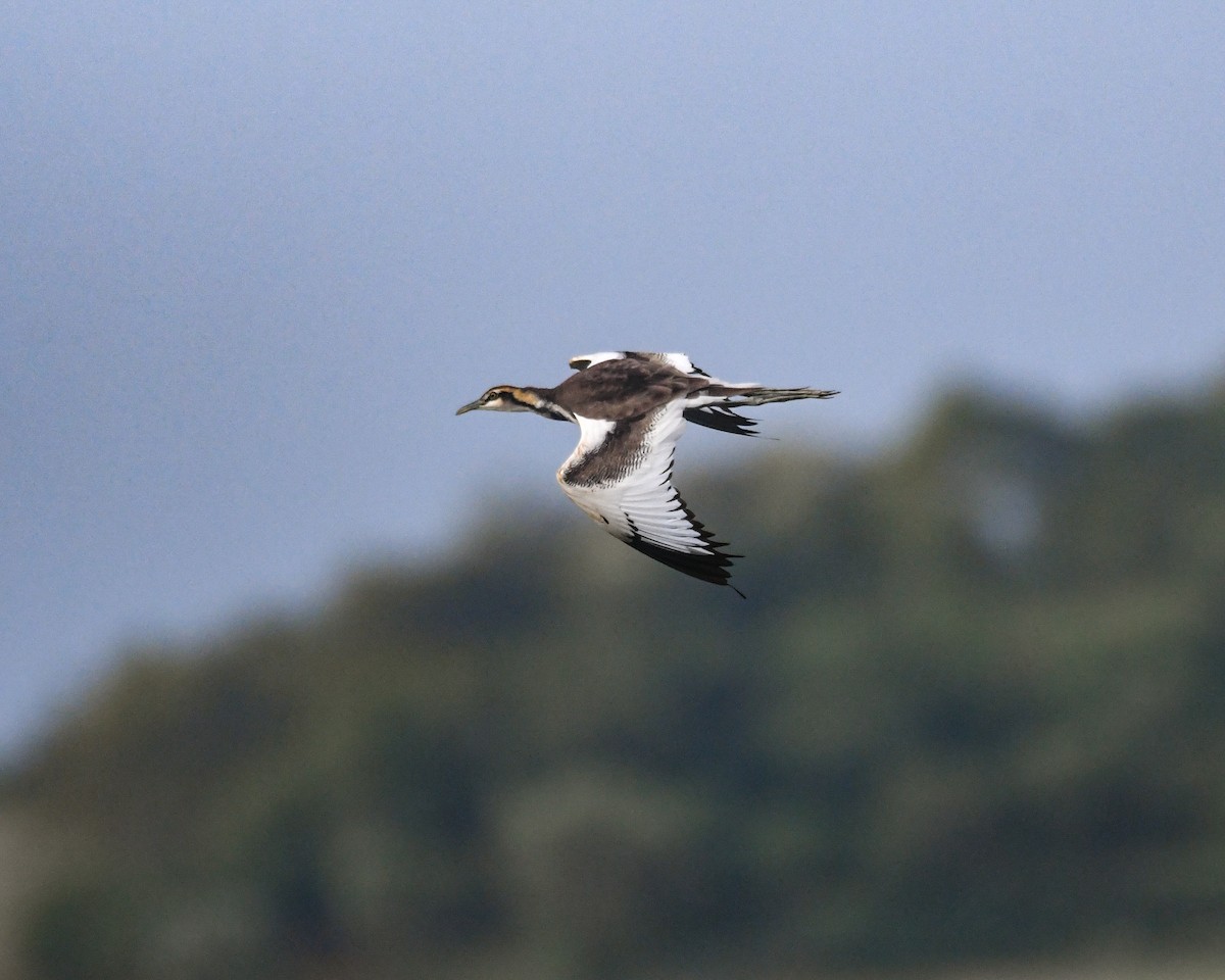 Pheasant-tailed Jacana - ML611571574