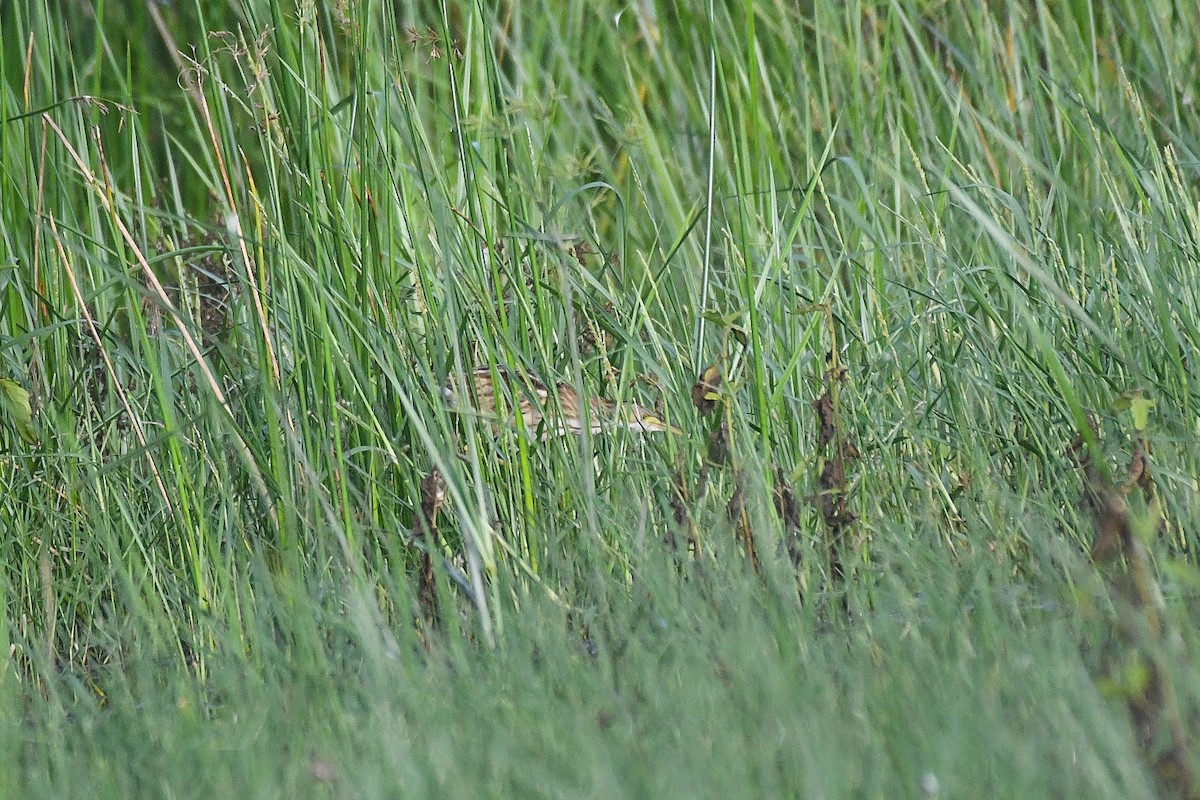 Yellow Bittern - ML611571587