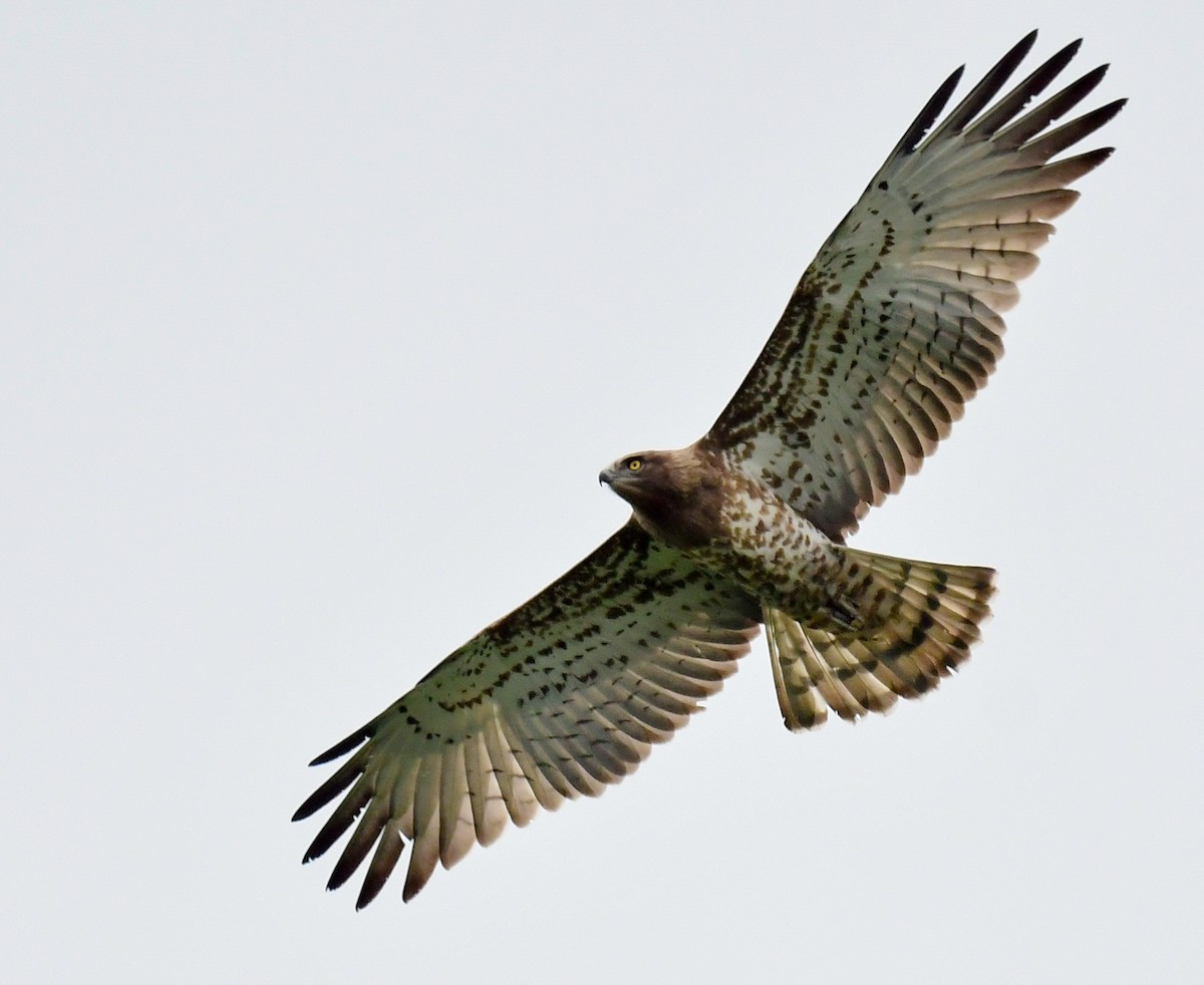 Short-toed Snake-Eagle - Norhafiani  A Majid