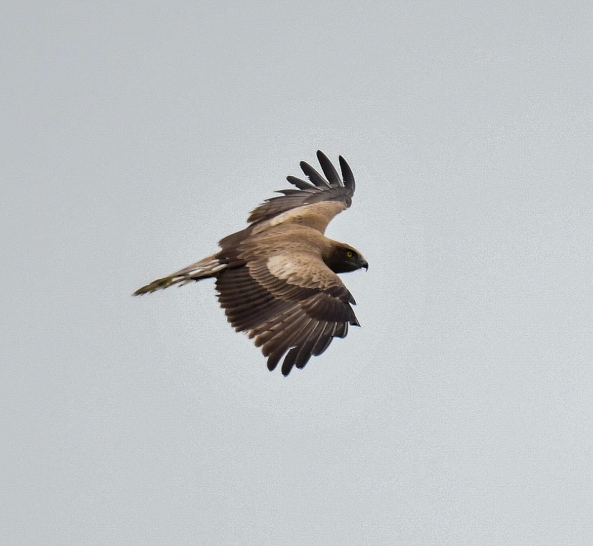 Short-toed Snake-Eagle - ML611571589