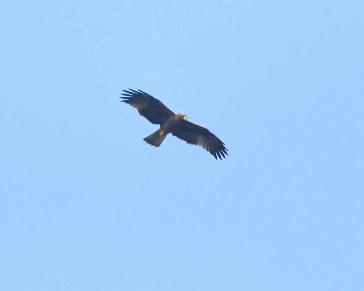 Booted Eagle - vinodh Kambalathara