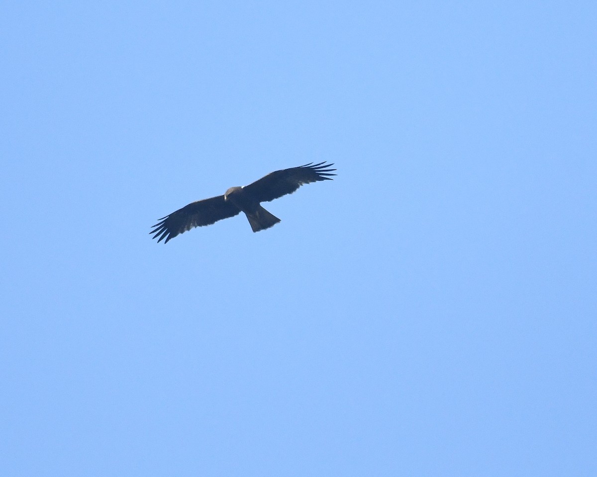 Booted Eagle - vinodh Kambalathara