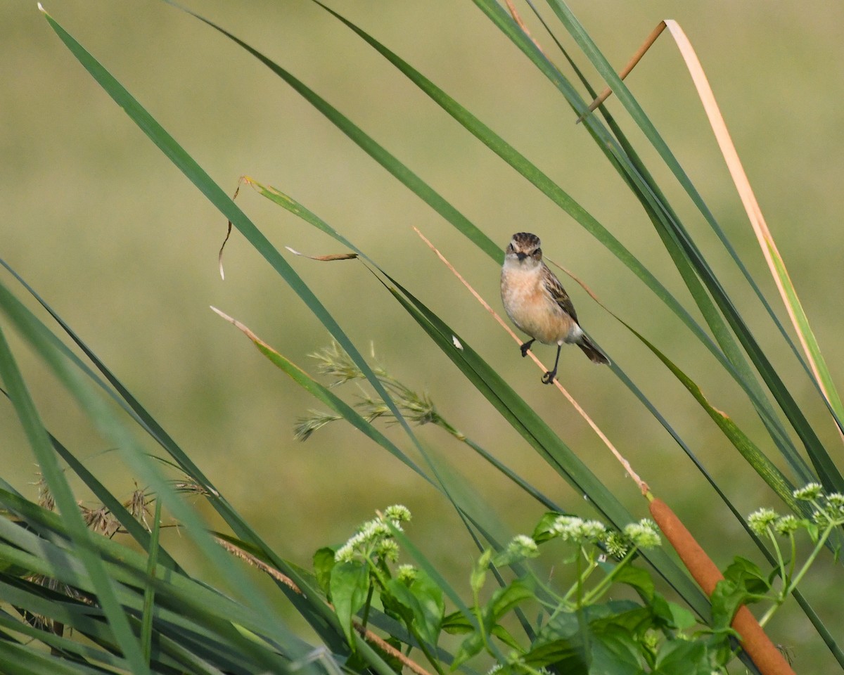 Siberian Stonechat - ML611571600