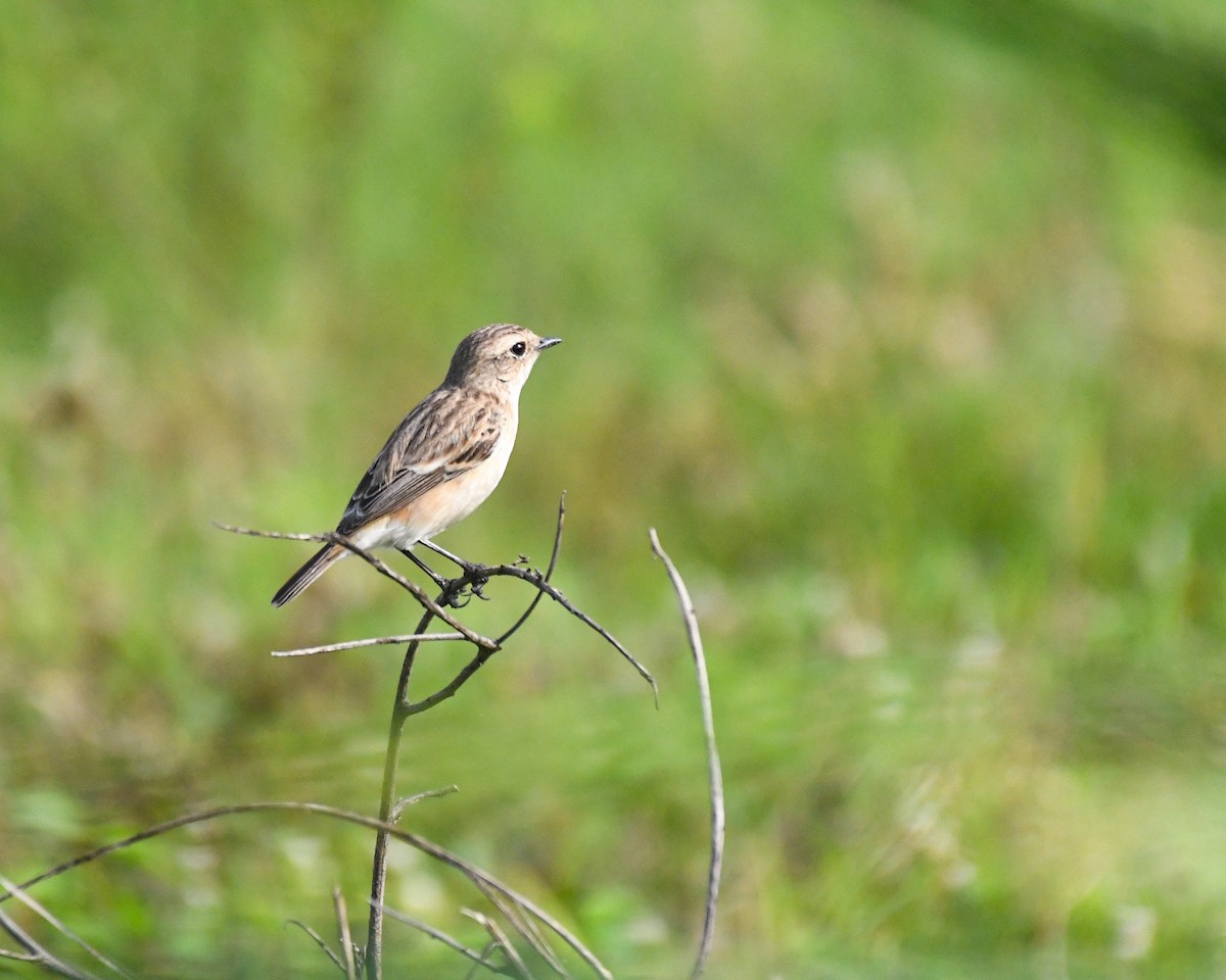 Siberian Stonechat - ML611571601