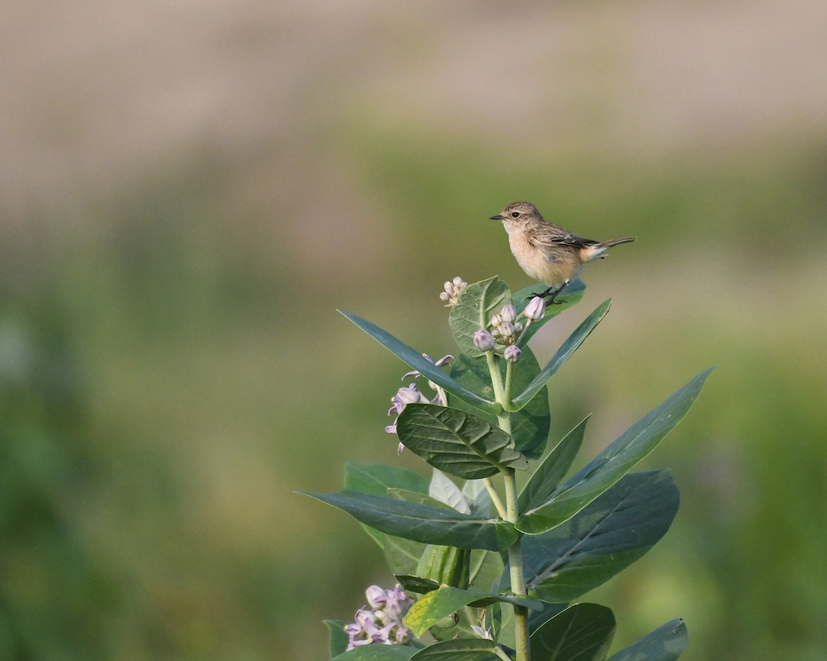 Siberian Stonechat - ML611571602