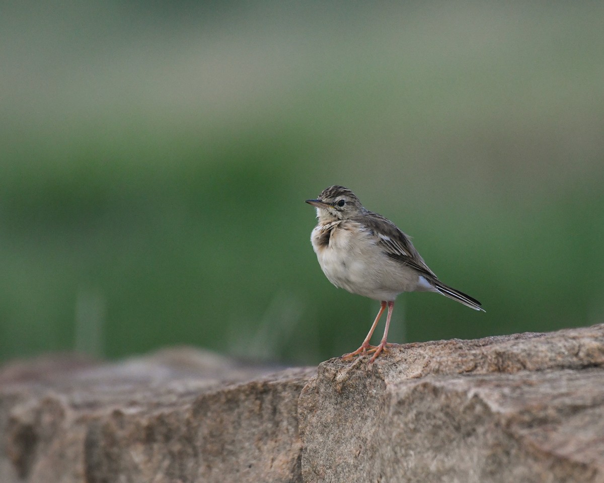 Paddyfield Pipit - vinodh Kambalathara