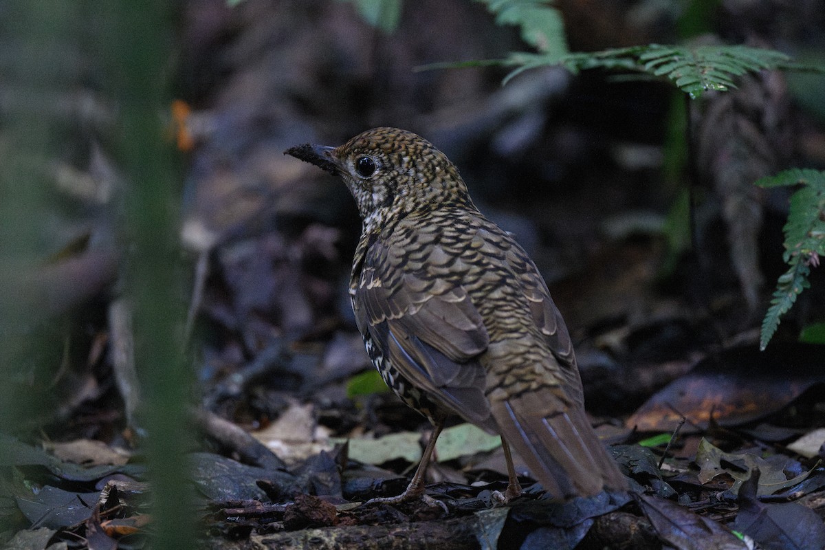 Bassian Thrush - ML611571620