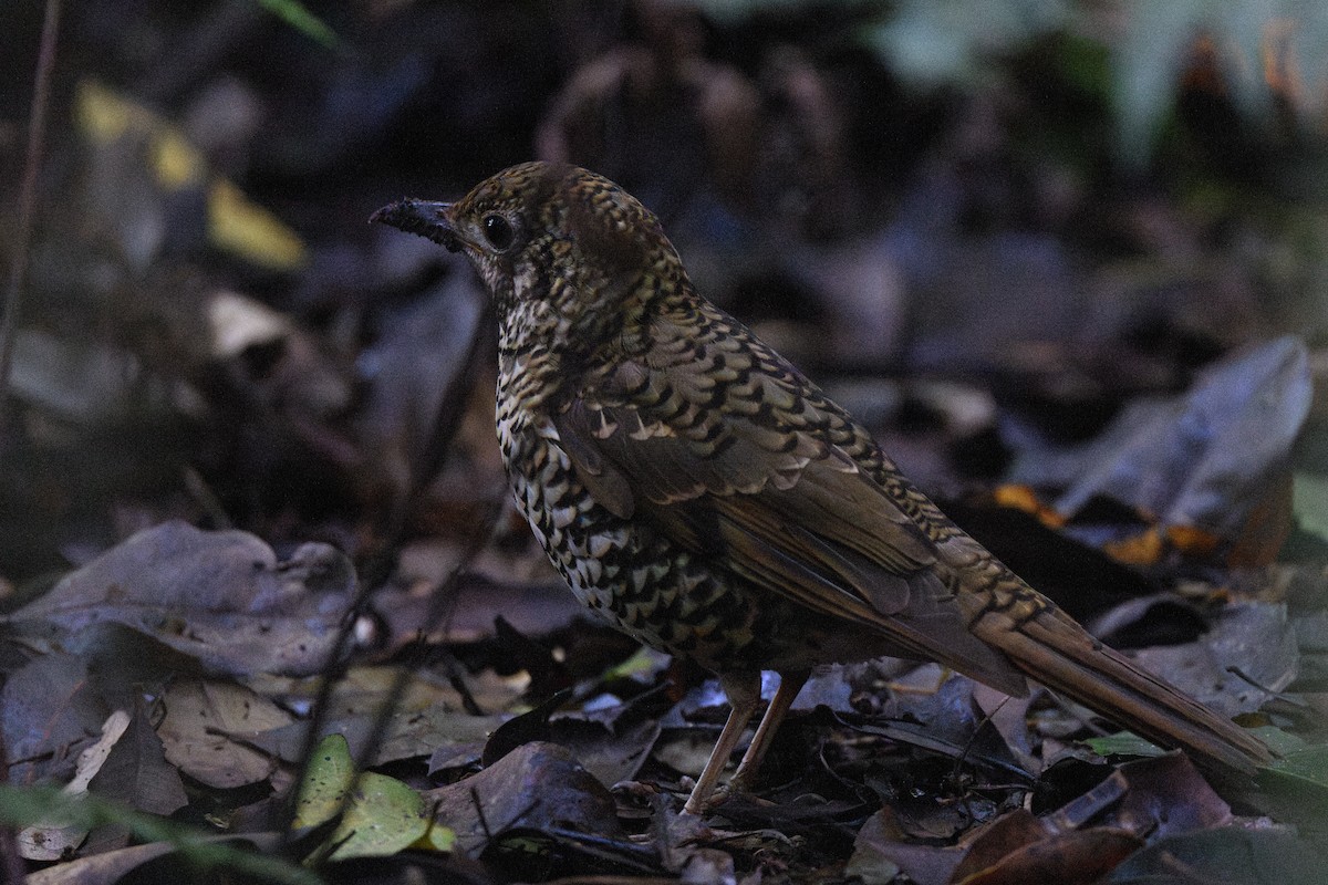 Bassian Thrush - ML611571628