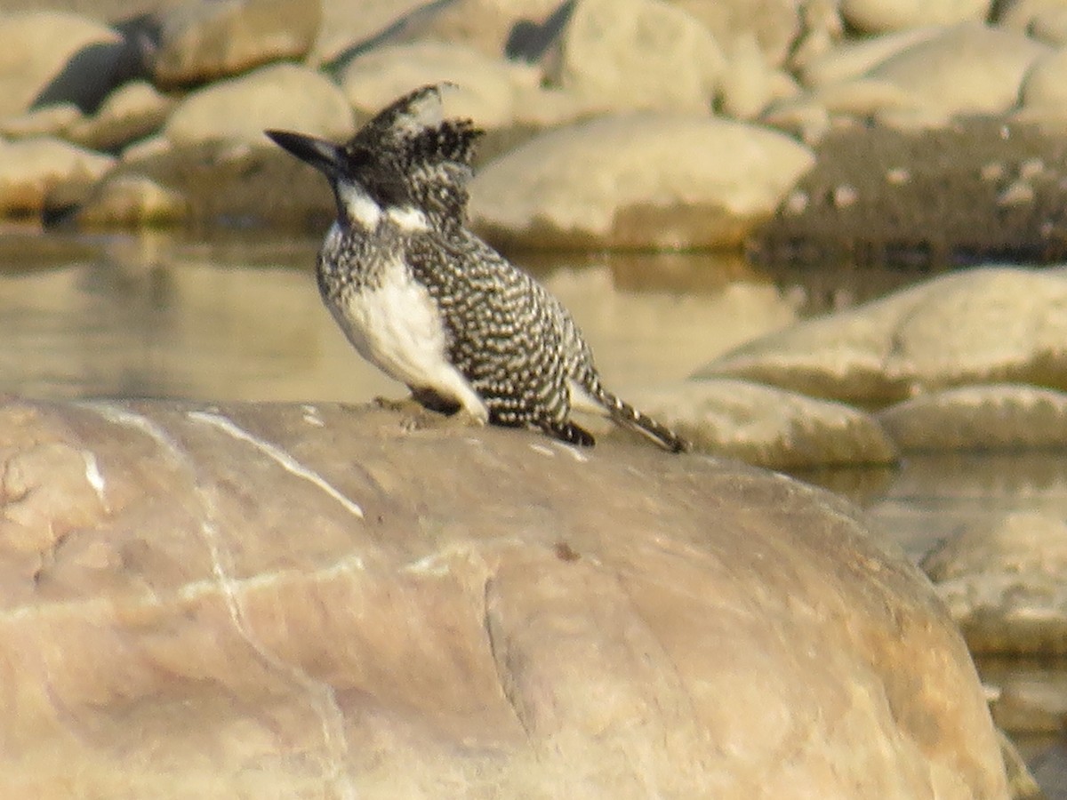 Pied Kingfisher - ML611571686