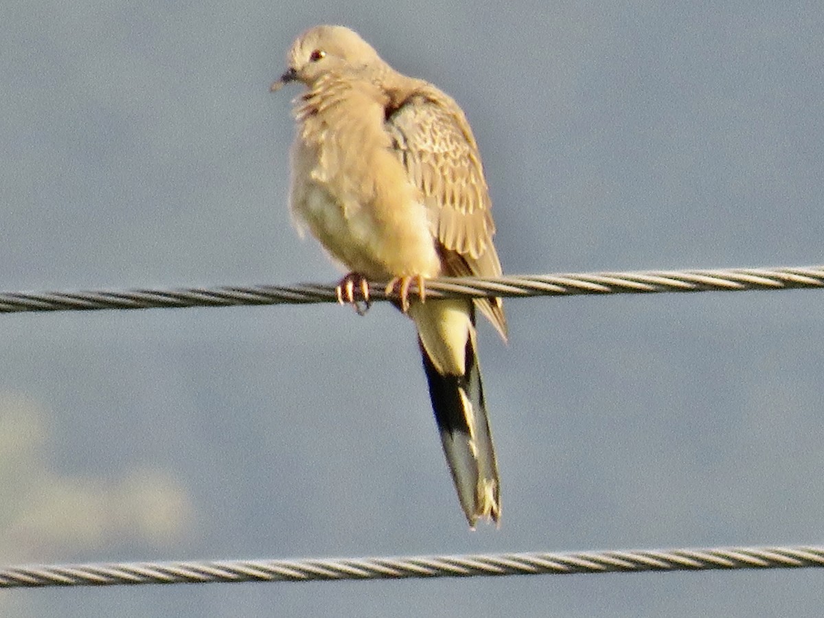 Spotted Dove - ML611571743
