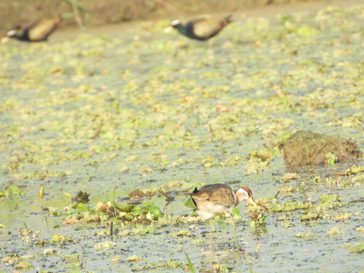 Bronze-winged Jacana - Chaiti Banerjee