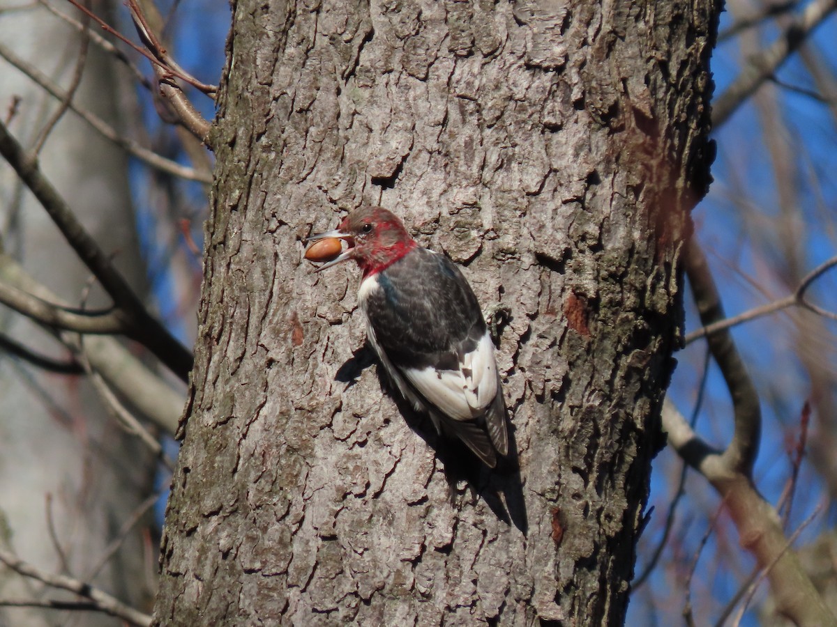 Red-headed Woodpecker - ML611571801