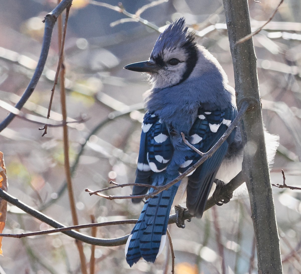 Blue Jay - ML611571840