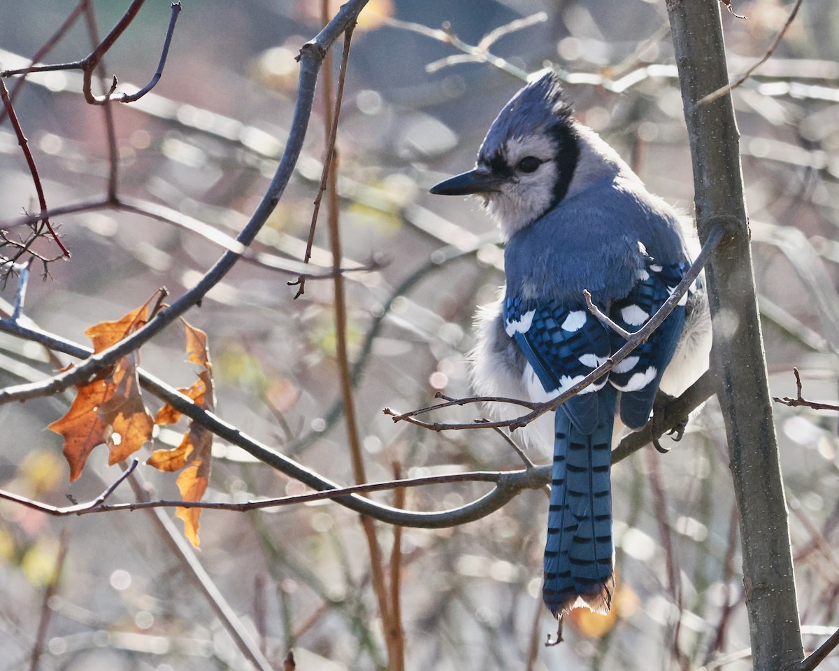 Blue Jay - ML611571841