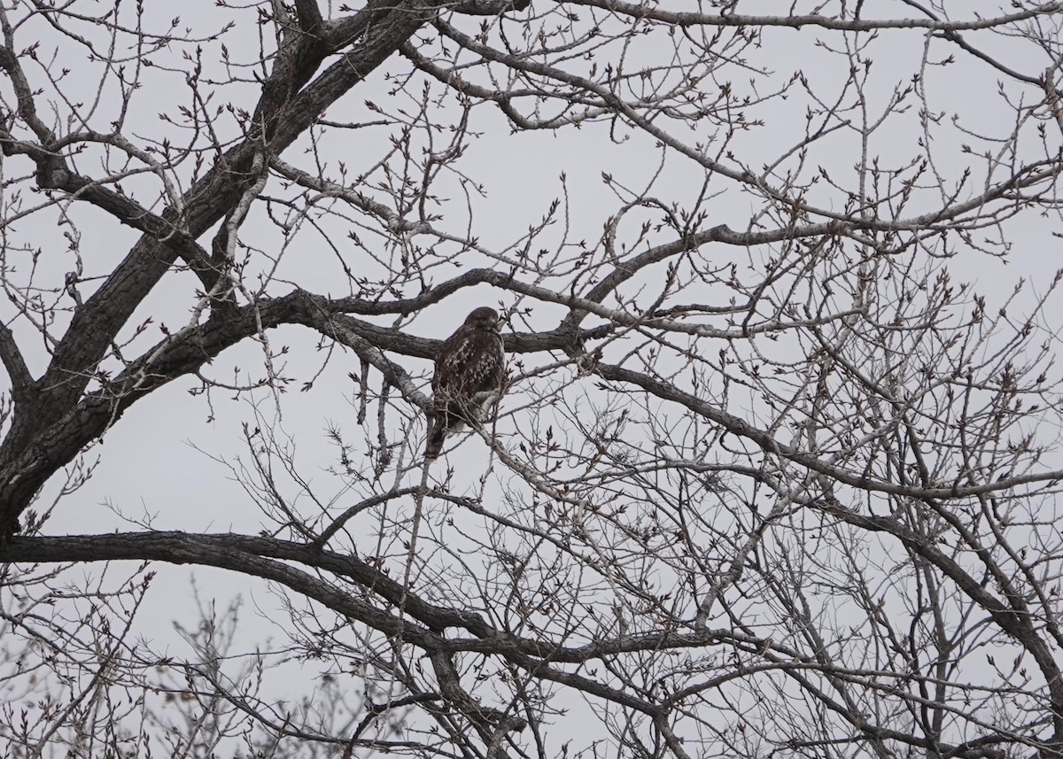 Poiana codarossa - ML611571870