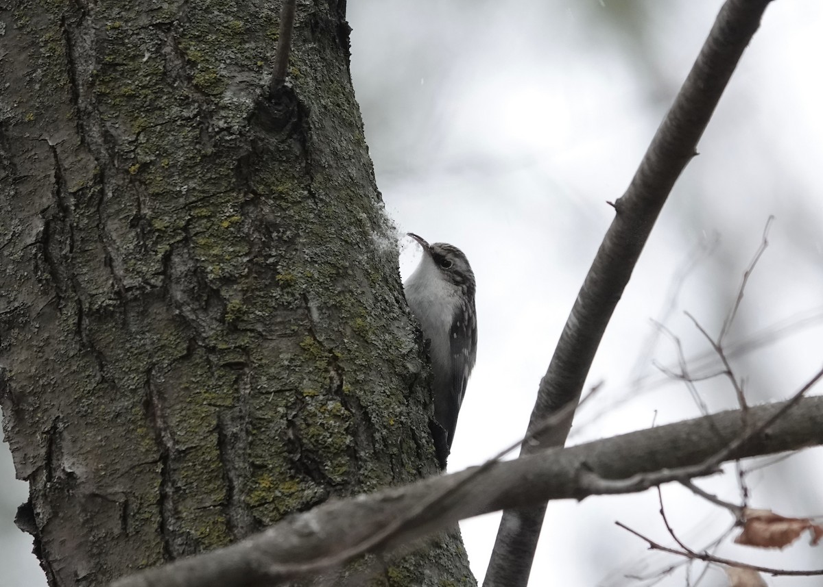 Brown Creeper - ML611571882