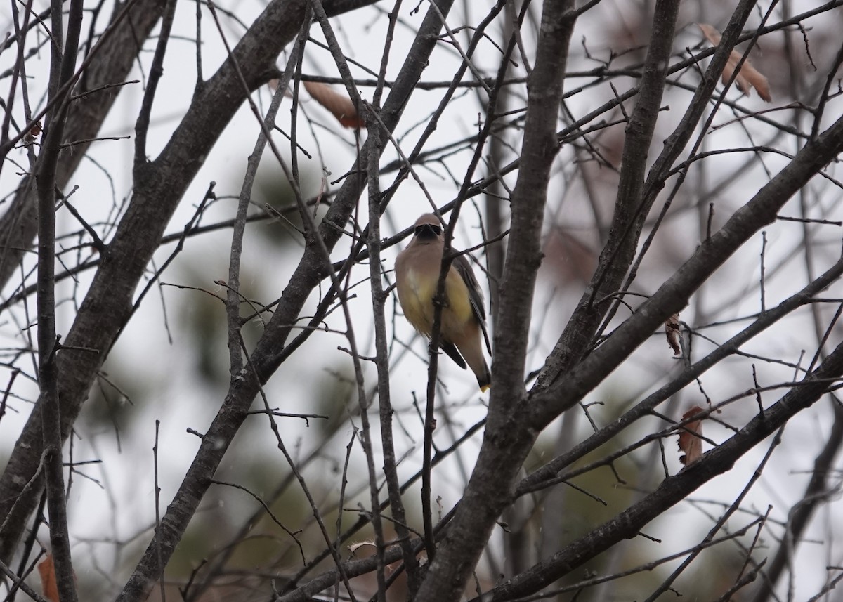 Cedar Waxwing - ML611571893