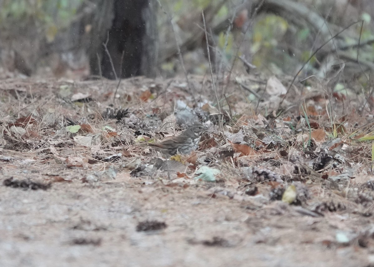 Passerella variabile - ML611571895