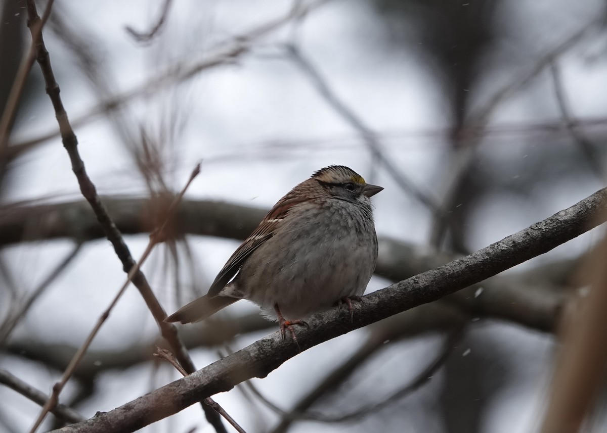 White-throated Sparrow - ML611571906