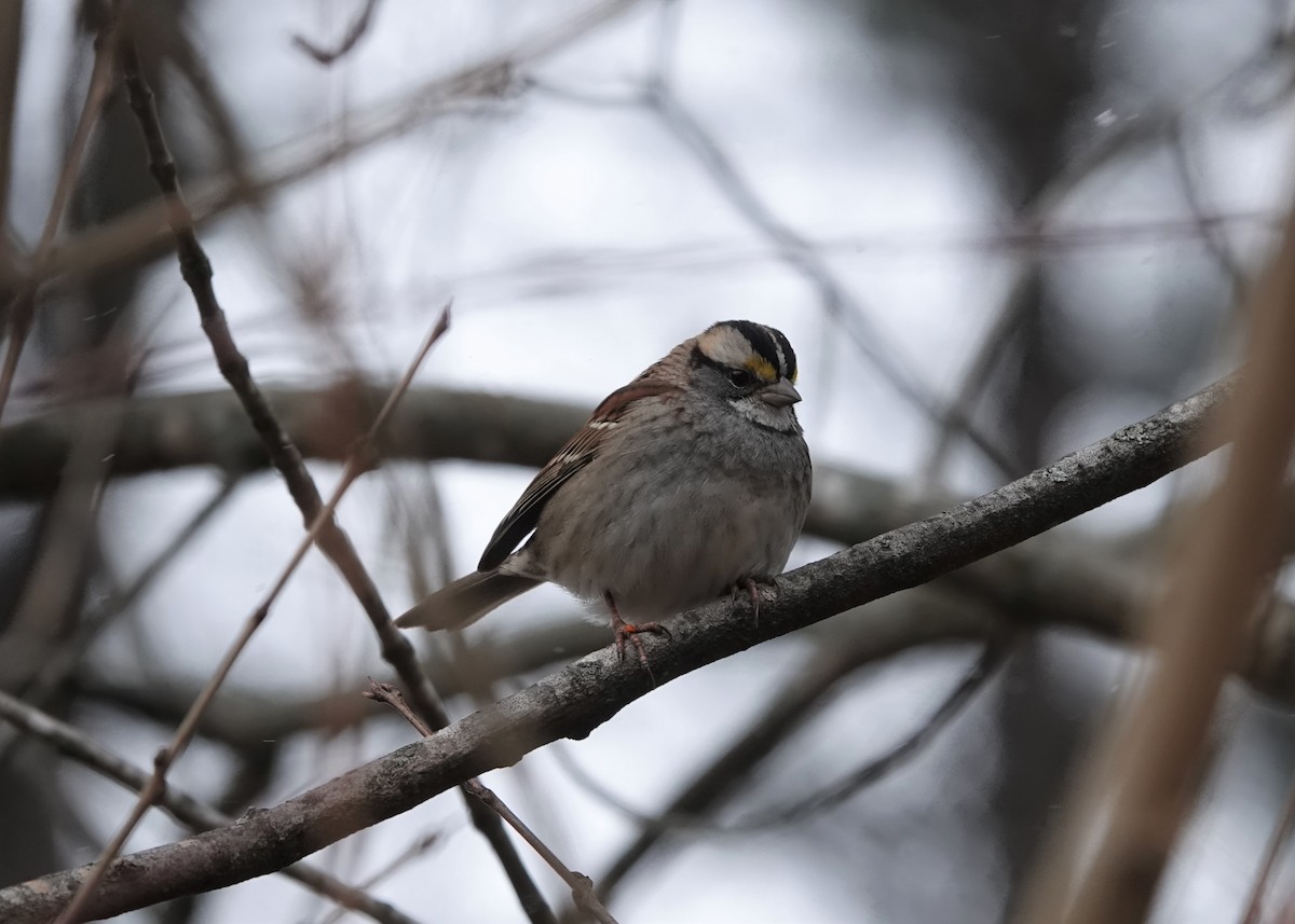 White-throated Sparrow - Tyler Harms