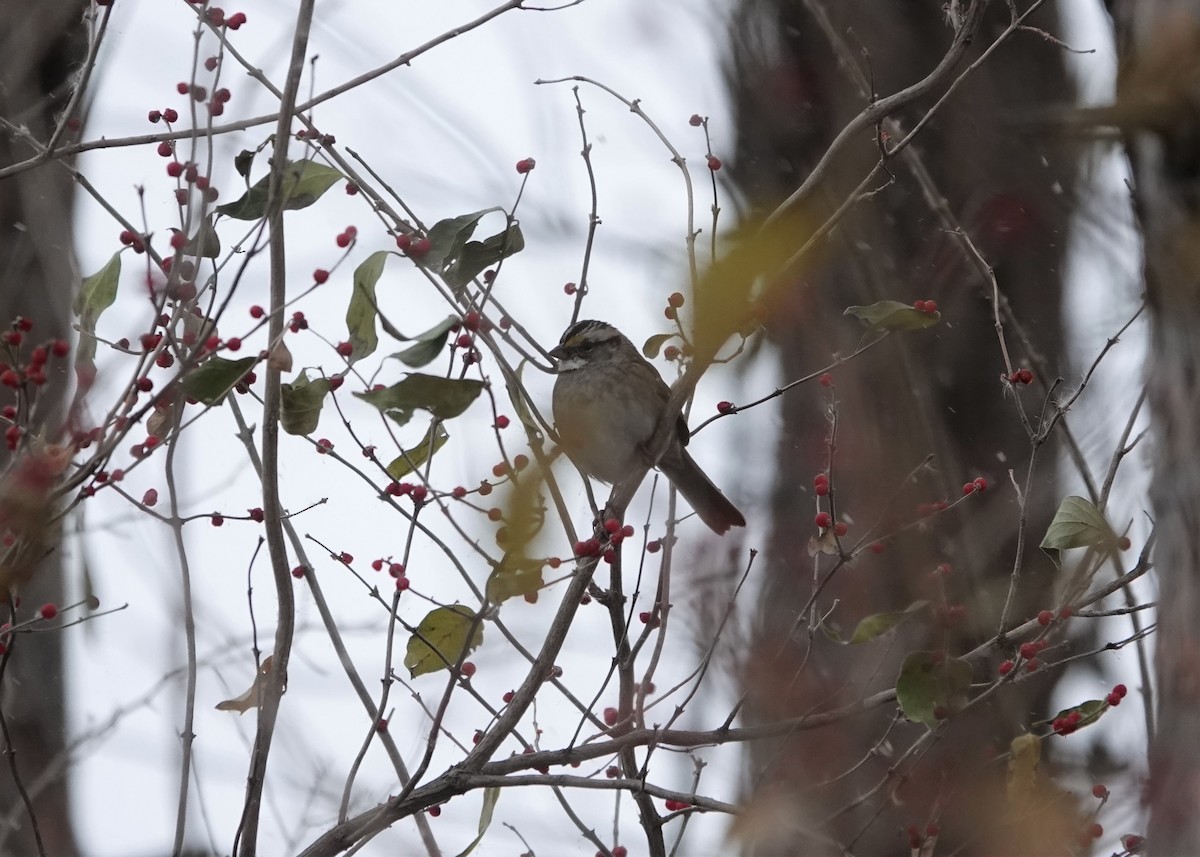 White-throated Sparrow - ML611571908
