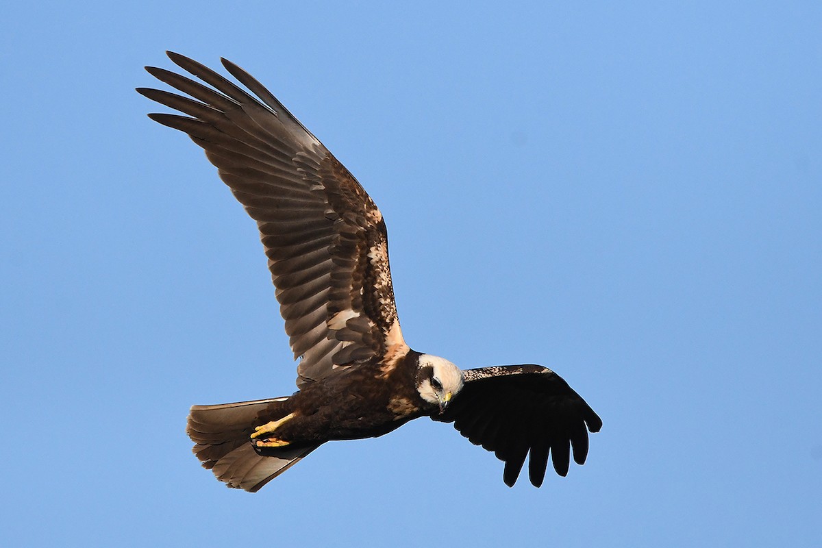 Western Marsh Harrier - Juan José  Bazan Hiraldo