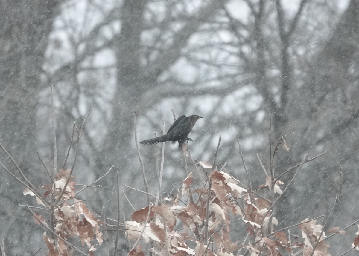 Common Grackle - ML611571924