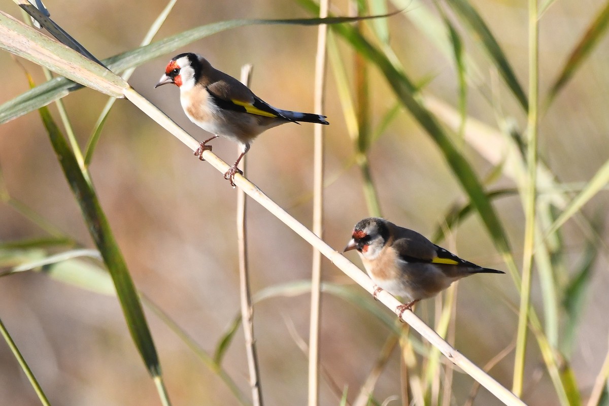 European Goldfinch - Juan José  Bazan Hiraldo