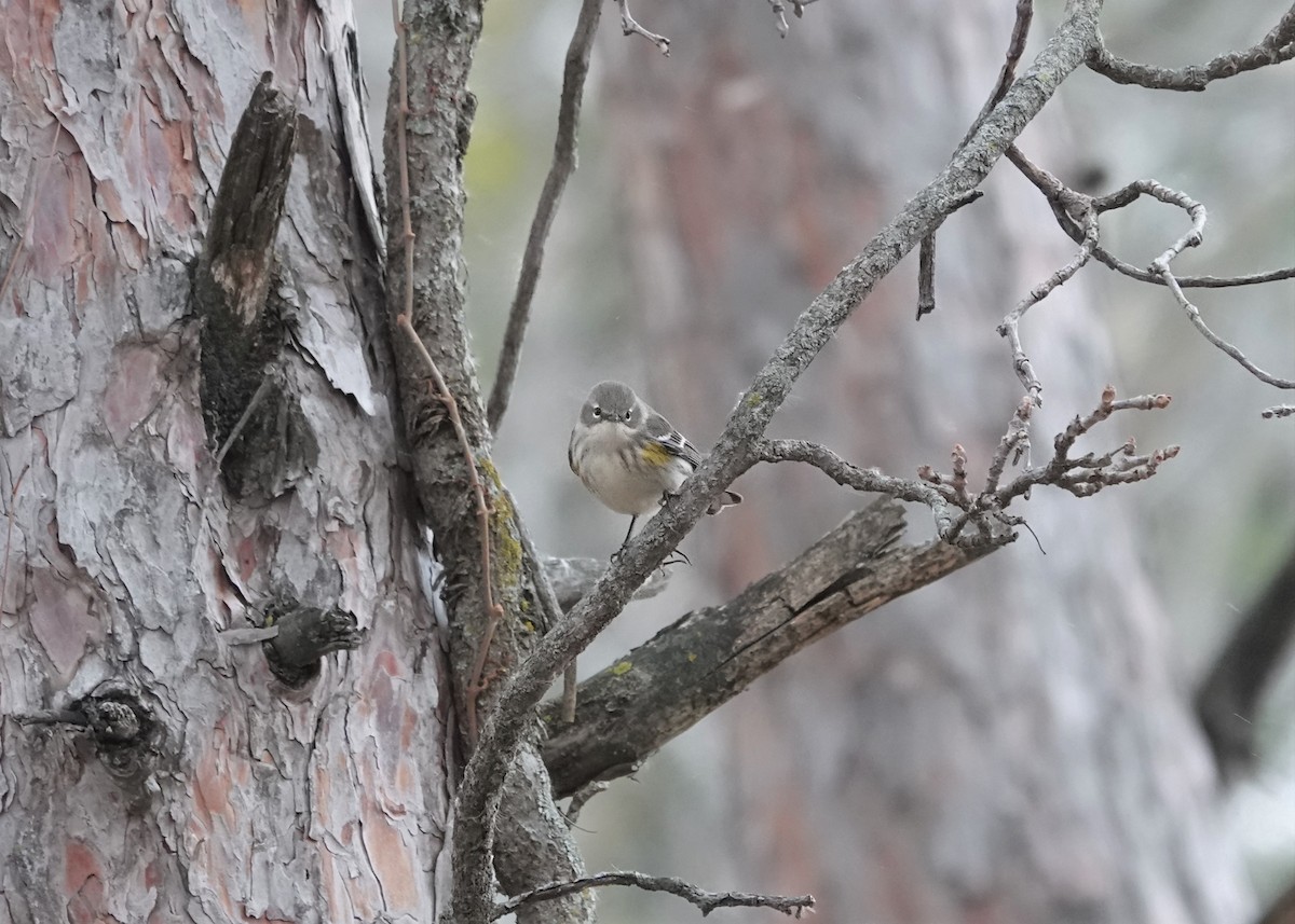 Yellow-rumped Warbler - ML611571936