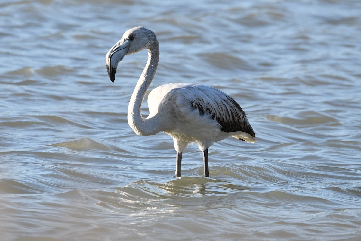 Greater Flamingo - Juan José  Bazan Hiraldo