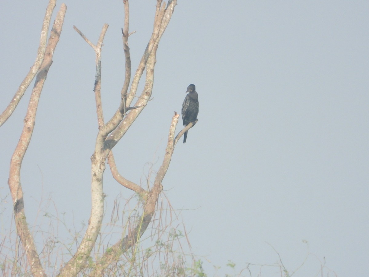 Little Cormorant - Chaiti Banerjee