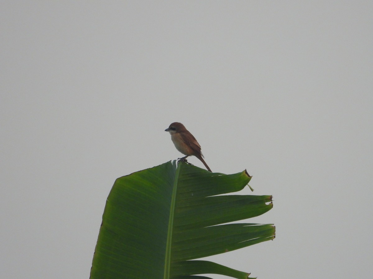 Brown Shrike - ML611572015