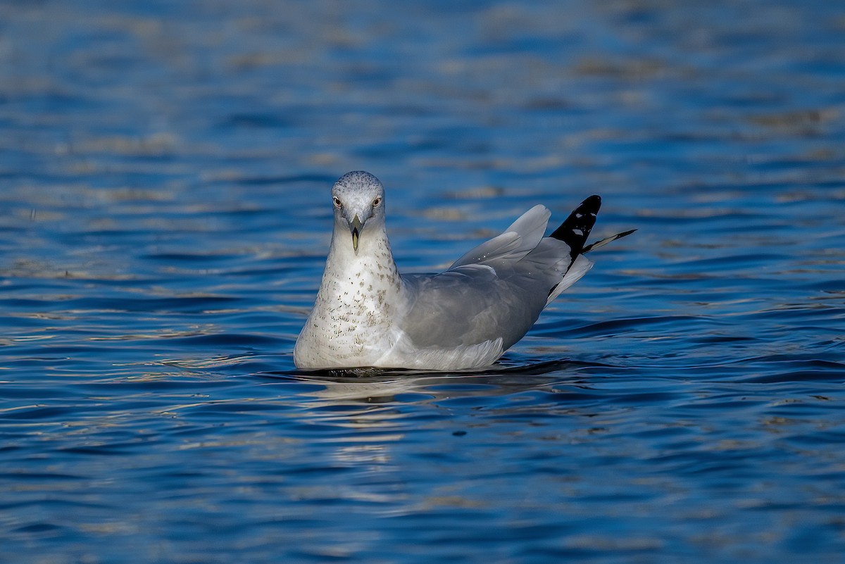 Ring-billed Gull - Bogdan Florea