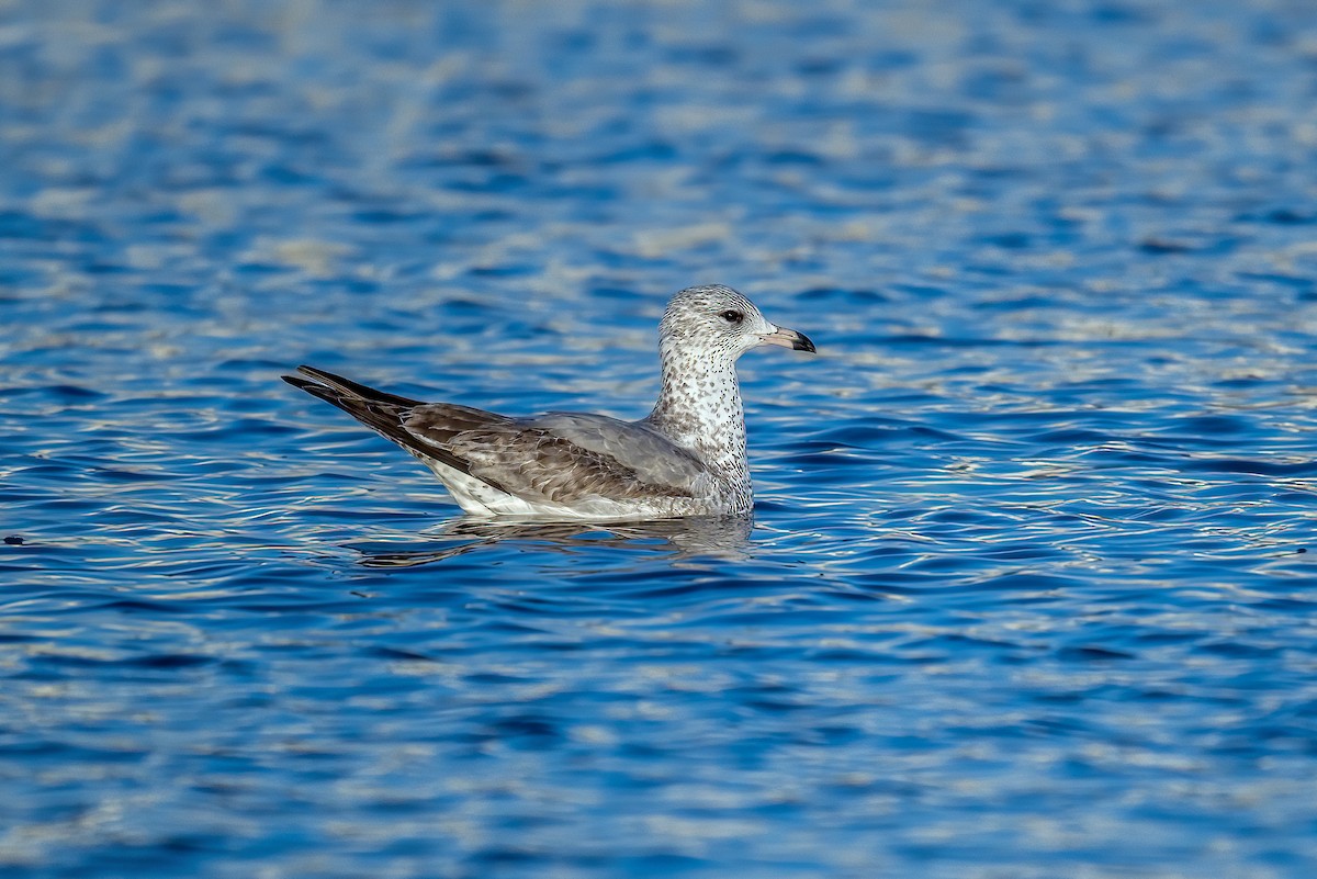 Ring-billed Gull - ML611572076