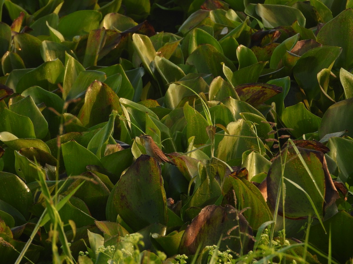 Pallas's Grasshopper Warbler - ML611572104